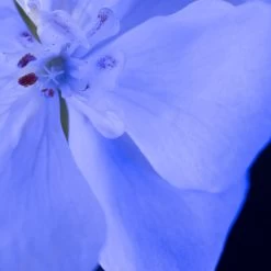 Yves Saint Laurent - Eau De Parfum - Y Le Parfum - 100 Ml -Parfum Promotiewinkel 1200x1200 118