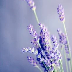 Spider-Man Geschenkset - Eau De Toilette 100 Ml & Douchegel 60 Ml - Met Toilettas 13 Spider-Man Geschenkset - Eau De Toilette 100 Ml & Douchegel 60 Ml - Met Toilettas -Parfum Promotiewinkel 1200x1200 382