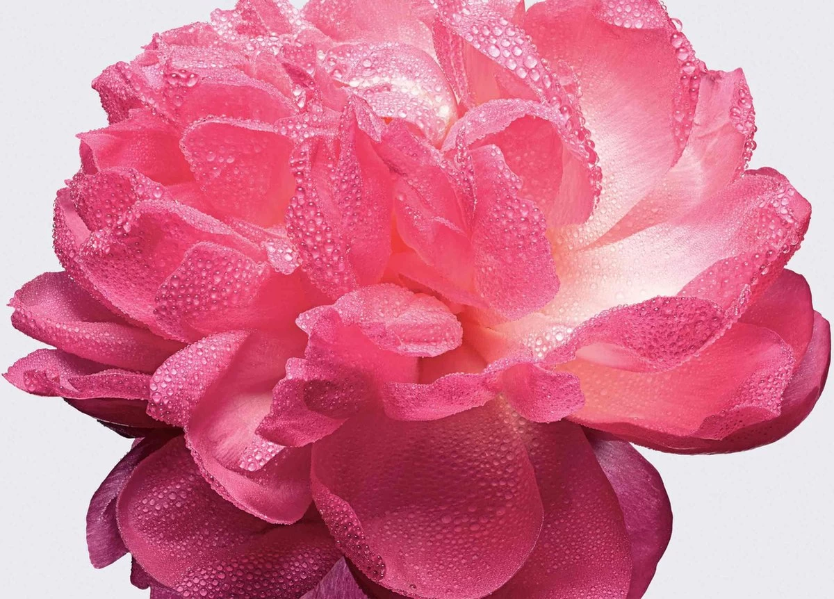 Miss Dior Absolutely Blooming 50 Ml - Eau De Parfum - Damesparfum 9 Miss Dior Absolutely Blooming 50 Ml - Eau De Parfum - Damesparfum - Afbeelding 9